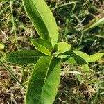 Asclepias syriaca Levél