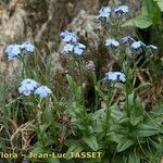 Myosotis corsicana Habitus