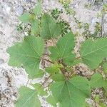 Xanthium orientale Leaf