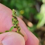 Chenopodium polyspermum Frukt