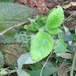 Nautilocalyx melittifolius Leaf