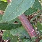 Sambucus ebulus Bark