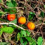 Solanum capsicoides Feuille