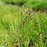 Juncus alpinoarticulatus Цвят