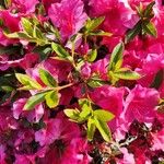 Rhododendron simsii Leht