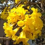 Handroanthus albus Flower