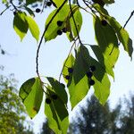 Prunus serotina Blad