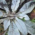 Verbascum boerhavii Plante entière