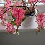 Caladium bicolor Foglia