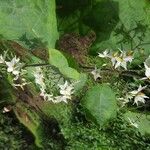 Solanum torvumFlower