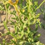 Cakile maritima 葉