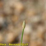 Eleocharis parvula Hoja