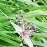 Allium carinatum Blüte