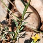 Linum strictum Folla