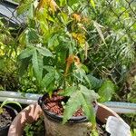 Acer campbellii Lapas