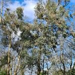 Eucalyptus ovata عادت