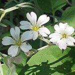 Cerastium tomentosum Flor
