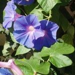 Ipomoea indica Outro