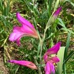 Gladiolus italicus Bloem