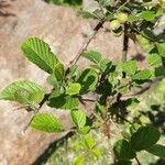 Rubus ellipticus Folla