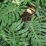 Monstera deliciosa Leaf