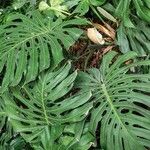 Monstera deliciosa Leht