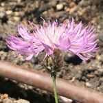 Psephellus bellus Flower