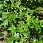 Quercus coccinea Blad