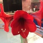 Hippeastrum reginaeFlower