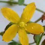 Hypericum humifusum Квітка