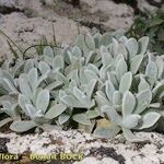 Helichrysum gossypinum Vivejo