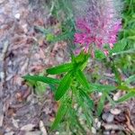 Trifolium rubens 葉