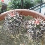 Mammillaria backebergiana 樹皮