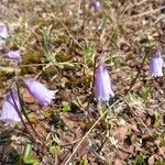 Soldanella pusilla Blüte