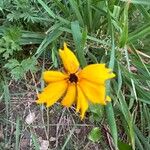 Coreopsis auriculata 花