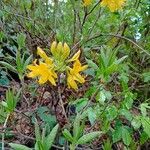 Rhododendron luteum Кветка