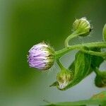 Erigeron acris Flower