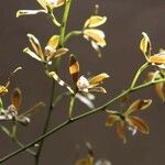 Encyclia tampensis Flower