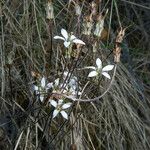 Jepsonia parryi Celota