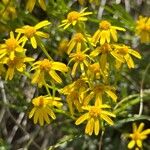 Senecio integerrimus Kvet