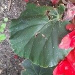 Begonia grandis Лист