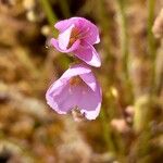Drosera filiformis Flower