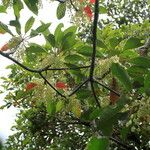 Elaeocarpus vieillardii आदत