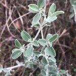 Anthyllis cytisoides Leaf