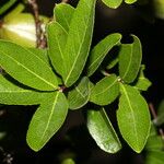 Semialarium mexicanum Foglia