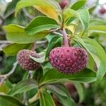 Cornus capitata Fruto