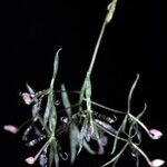 Macroclinium wullschlaegelianum Floare