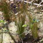 Juncus usitatus Habitatea
