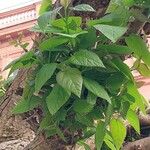 Catalpa speciosa Φύλλο