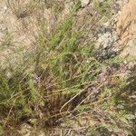 Campylanthus salsoloides Hoja